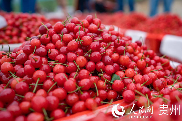  大方@贵州大方：千亩荒山变果园 拓宽群众致富路
