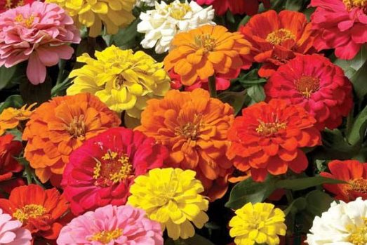  『阳光充足』这5种花，好看又好养，开花艳丽，一年花期200天，家庭盆栽首选