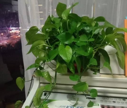  「家里」家里有这3种花，每月都要剪一刀，黄叶全消失！