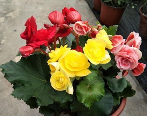 『适合』3种花卉,适合在家中养护,花卉精品名贵,是理想的室内养护花卉
