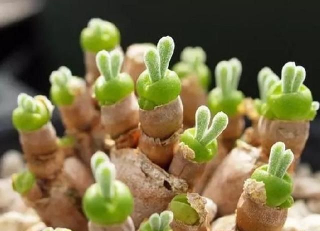  『植物』有时候，花朵也在模仿动物，模仿人类，多有趣啊