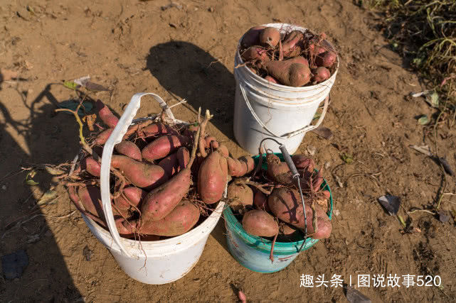  「红薯」白薯变红薯，河北山村大爷：500元买的新品种今年亏了3