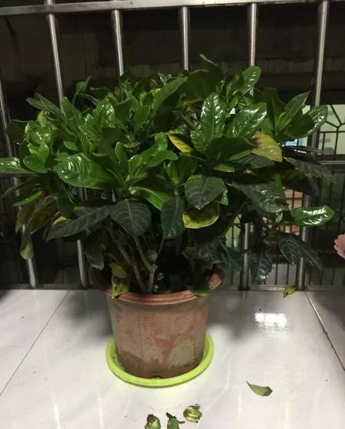  『栀子花』月季栀子花，花还没开就掉落，3个原因一看就懂！