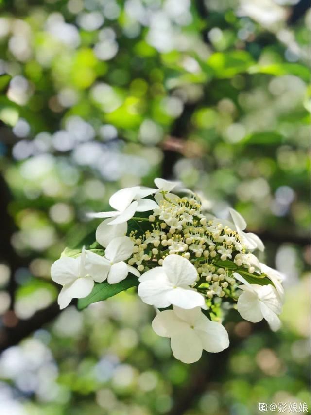  『生活』有一方小院，和你一起养花种草，这样就挺好