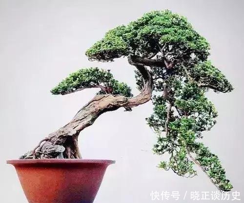  #值钱#这3种盆景可以养成传家宝，再穷也要养，越老越值钱！