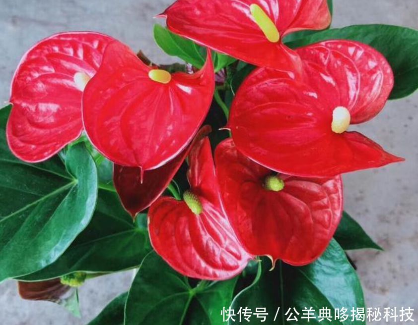  【阳光】4种“懒人花”，超耐旱好养，根本不用管，给点阳光就灿烂！