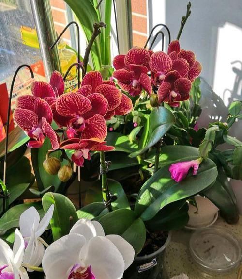 特别■这些花总爱长“长胡子”,浑身“湿湿漉漉”,才开花旺