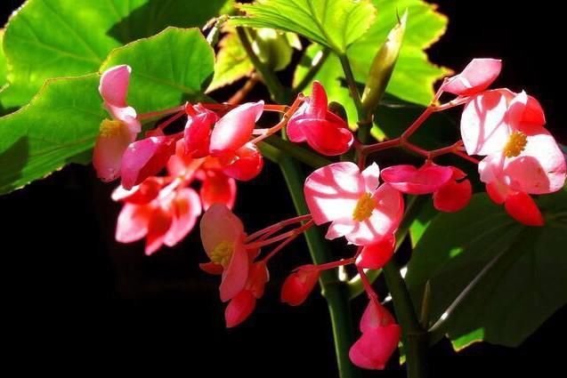  『花儿』想养花就扦插一盆这花，一节枝种一盆，花儿一开就是大半年，美！