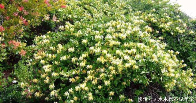夏季|夏季摘1个枝,丢盆里,来年花开满阳台,成枝肥叶壮有价值的盆景