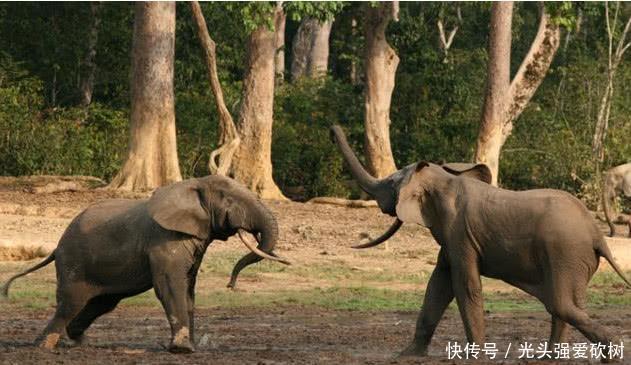  豫州：河南没有大象，为什么简称“豫”？那山西应该简称“矿”