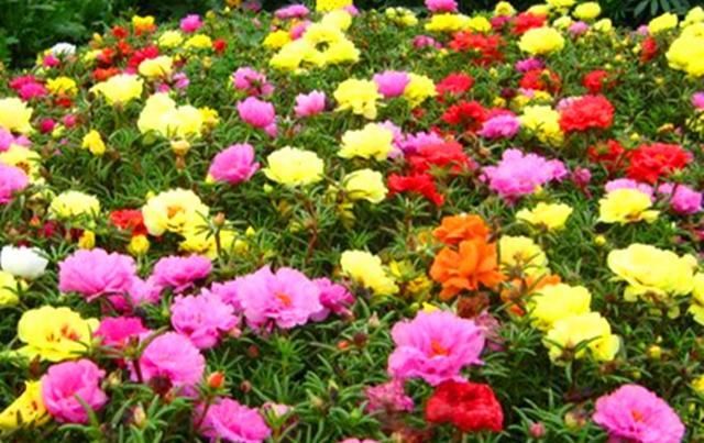  「解决」太阳花不开花.开花少的5个原因，找到问题解决，温度合适就会爆盆