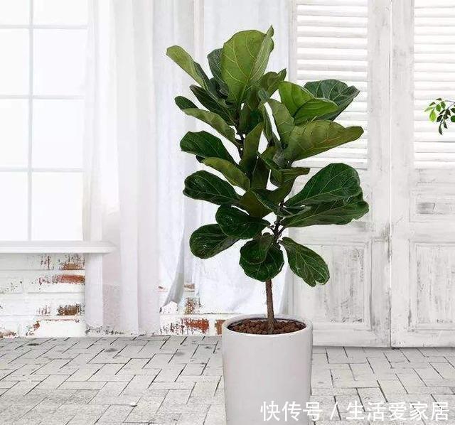  【平时】几种大型绿叶盆栽真气派，摆在客厅净化空气，只需一个月浇一次水