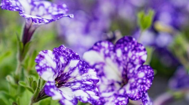  [花色]7种最适合三月种的花，你最爱哪一种？