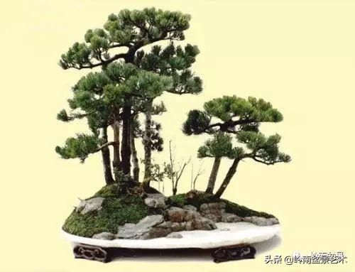 松树丛林盆景经典之作！