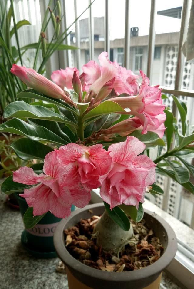  『此种』此种世界名花，养护很容易，室内也能养，四季都开花，很值得拥有