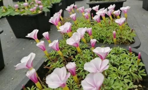【花养】花养不活,多数浇水导致,3个“基本点”做好了,花数量翻2倍