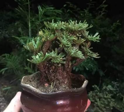  『植物』小学生爱养“此花”，遇水就活、很神奇，老花民称其：九死还魂草