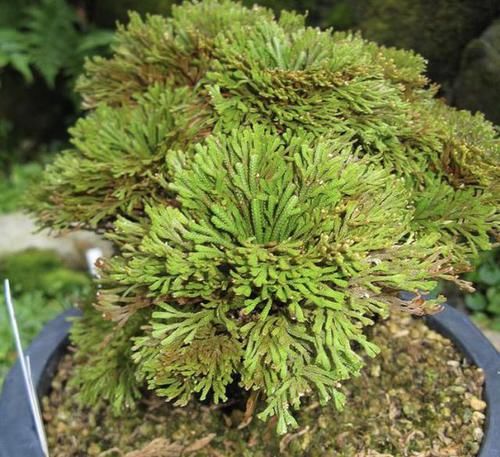  『种植在花盆里』1种不起眼的“植物”，生长在山脚下，被称为“石柏”，看着高贵