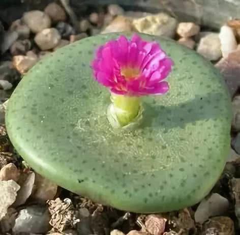 『开出的花』非常罕见的仙人掌,一起欣赏!