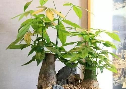  「们家里」三种受欢迎的植物，你家肯定有，叶子发黄是通病，教你这么去治