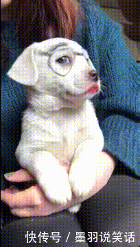  『干的事』搞笑gif：狗子：如果这是人干的事，那我可就咬人了