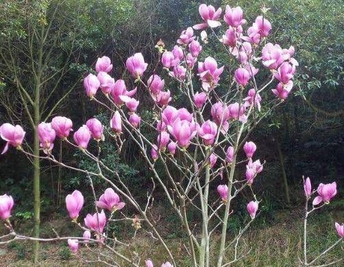  种植玉堂春@玉堂春种植方法和常见维护技术