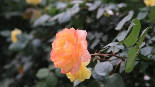 『开花真』谁说月光族就不配养花?这20种月季花月薪3000也能养