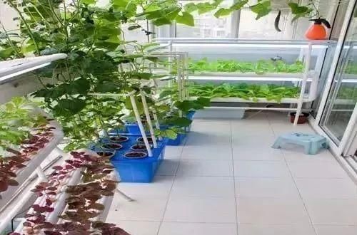  #吃不完#阳台这样种菜, 一年到头摘个不停, 吃不完还能送人!