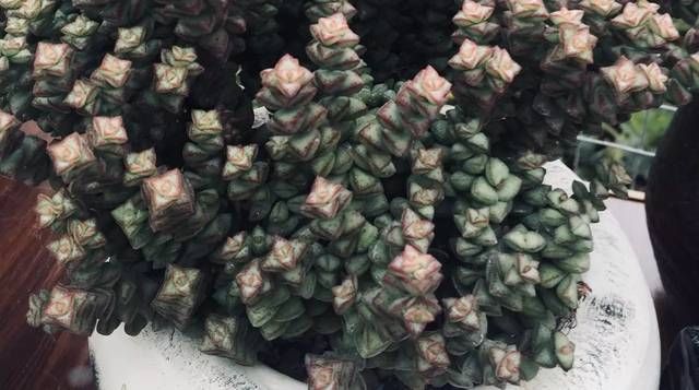  【花青素】多肉想要更艳丽，我们应该这样做！