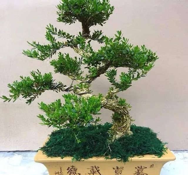 『家里养上几盆』春天在家养盆“吉祥花”，旺运又旺宅，招福又招财，越养越值钱