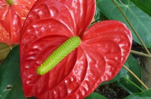  「要注意」红掌在室内养的几个关键，让花后还能开花，花朵更加斑斓
