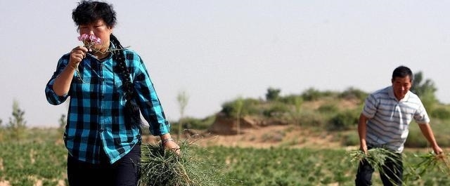 中国的治沙女“狂人”，治理沙漠33年，如今带领大家“吃”沙！