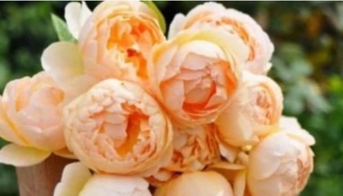  【珍品】“珍品玫瑰”朦胧的朱迪，花开金灿灿，果香四溢，可以说养花首选