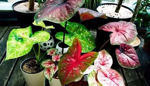  「阴凉处」几种好看的室内盆栽观叶植物，都可以摆室内阴凉处养