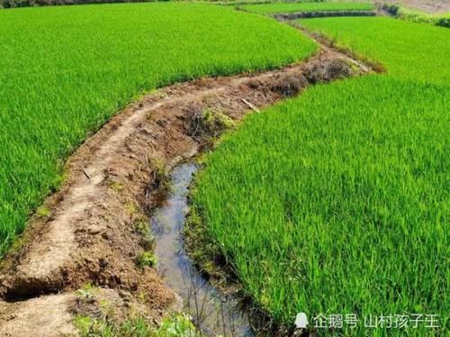  [稻田]稻田里的“活人参”，曾用来喂鸡鸭，如今人工养殖35元一