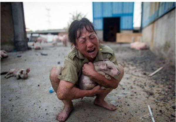 一天2起非洲猪瘟疫情，河北为首次发生，内蒙古为野猪场发生！