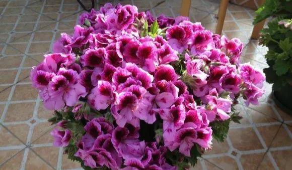  #漂亮#这4种花，一开花就停不下来，漂亮好养，是盆栽佳品！
