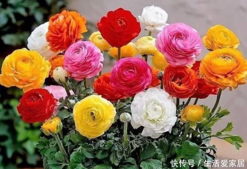 『芹叶牡丹』5月养花,首选4种花,花期长、颜值高,晒晒太阳开花一茬又一茬!