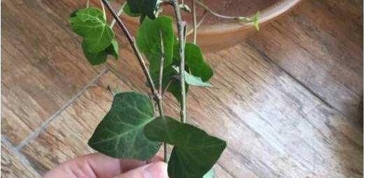  【阳光】常青藤，扦插1个枝，一年长一大片，没有阳光、浇点水也能长爆盆
