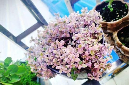  『越养越』比绿萝好看的花，掐个枝3天就生根，越养越上瘾！