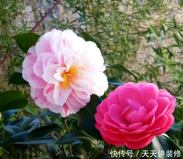  『盆土』茶花搬到室内就掉叶枯花苞？盆土浇不透水是祸端，要选对浇水方法