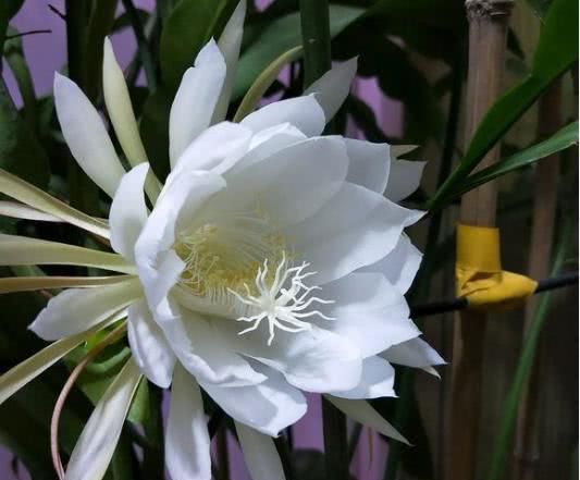  浇水：昙花不会养？做好这几点，让它安全度夏！