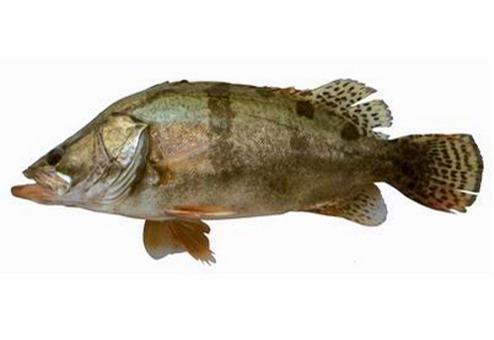 退伍军人回家后创业,养殖桂花鱼,价高好销,每斤