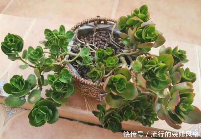 #补充养分#这花千万别养老桩，越老越不开花，想赏花砍1刀，立马满头花苞