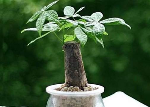  新芽■这4种花枯萎也别急着扔，一刀“剃头”，1个月后就窜新芽！