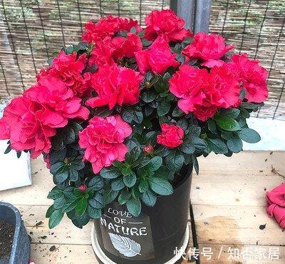 「美好」喜欢养护花卉,就选择花色艳丽,开花容易爆盆的花卉,吉祥美好