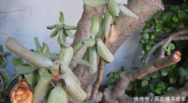 『夏季』夏季养花,飞虫成了家中常客?学会防治手段,它们不再嗡嗡作响