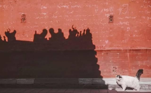 一年 30 多趟故宫，只为拍摄超赞「故宫猫咪图籍」！