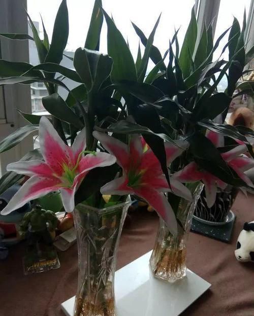  『阳光』这4种绿植，养在北向阳台，净化室内有害气体，没有阳光照样长
