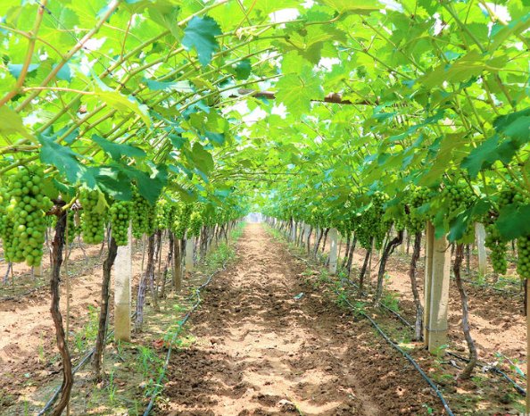  小伙|农村小伙放弃十万年薪，回乡种植十亩葡萄树，真能创业成功